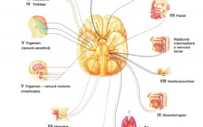 Nervii cranieni