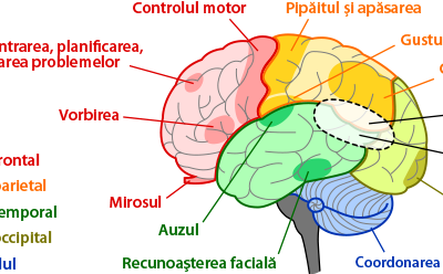 Cum functioneaza creierul?